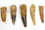 Lot: to Bargain Spinosaurus Teeth - Pieces #141536-1